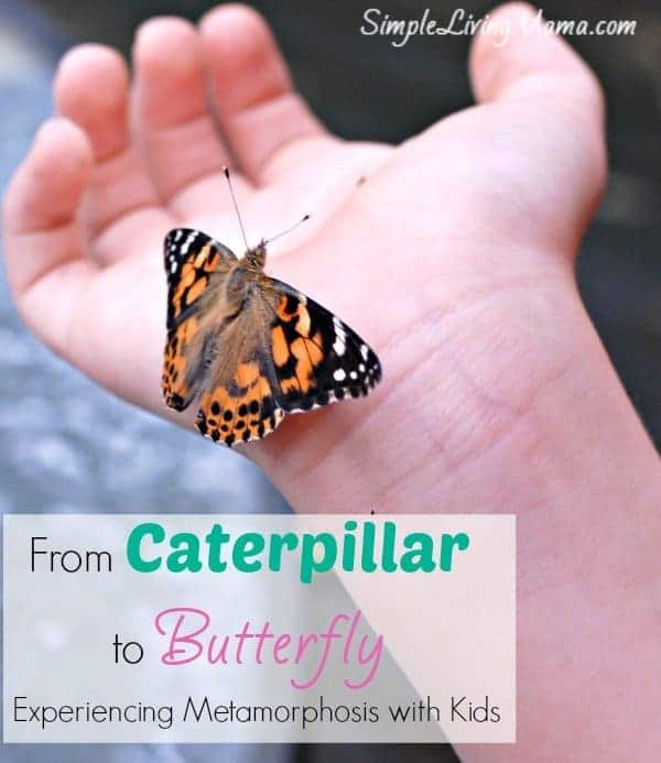 butterfly life cycle caterpillar