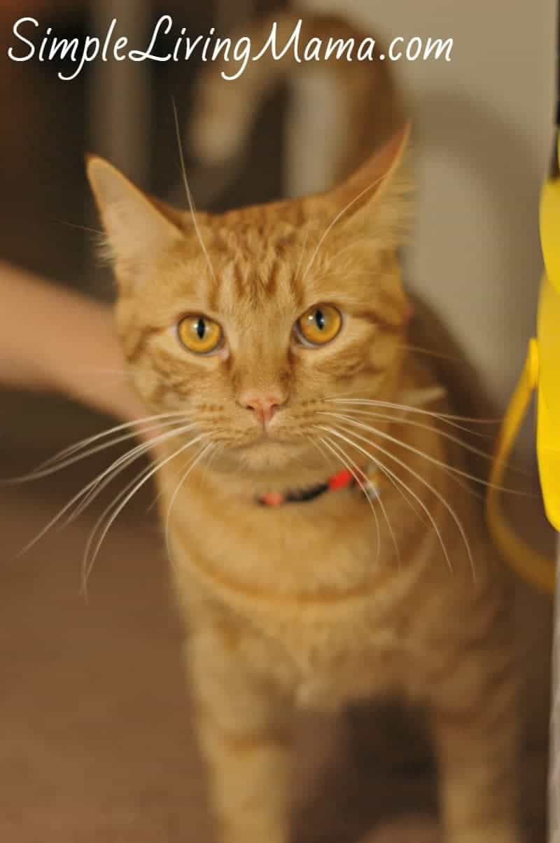 garfield
