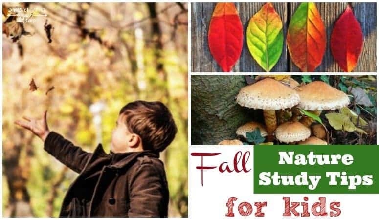 Fall Nature Study For Kids