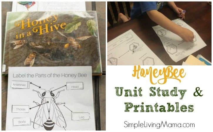 Honey Bee Unit Study + Printables