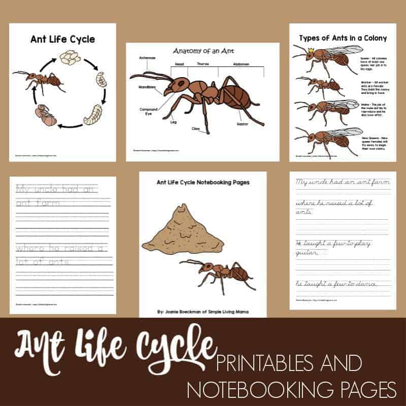 Life Cycle Of An Ant Printables And Notebooking Pages