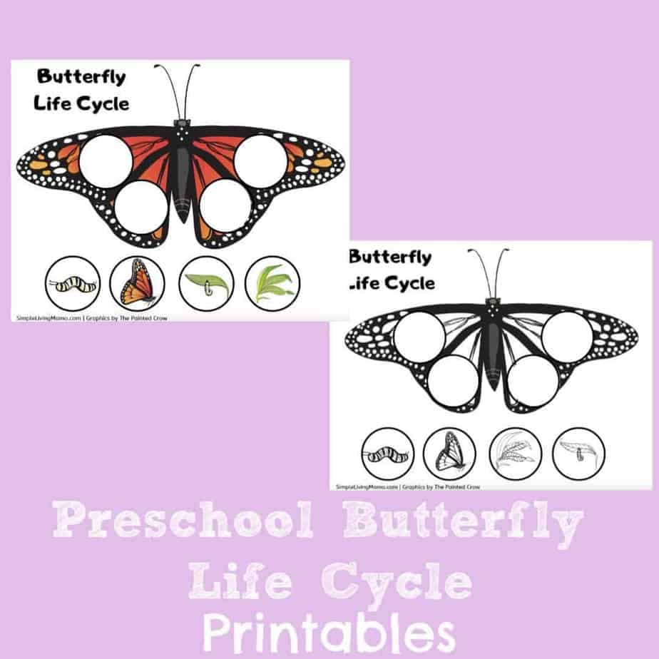 Life Cycle Of A Butterfly Printables