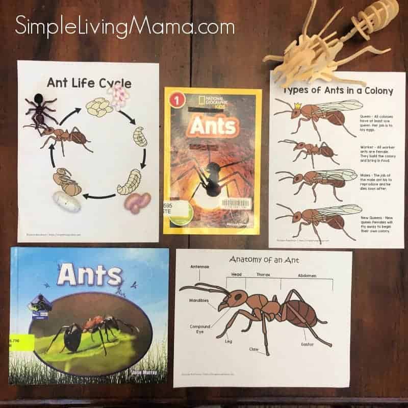 Life Cycle of An Ant Unit Srudy Printables - Simple Living Mama