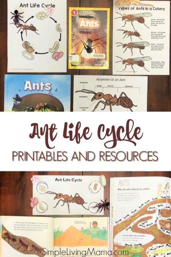 Life cycle of an ant unit study