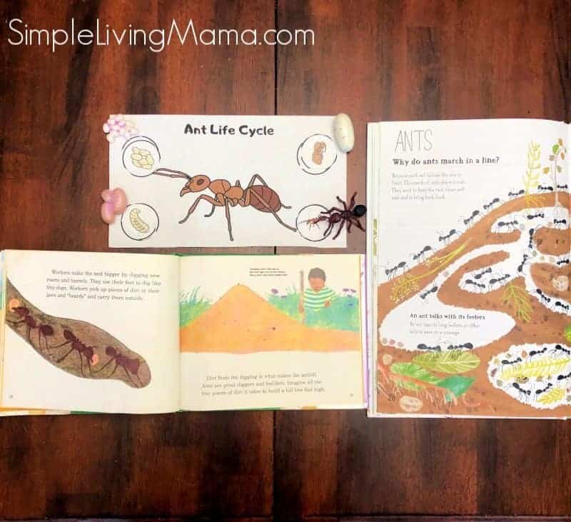 ANT COLONY Unit Study MINI Printable Ants Bundle Poster 