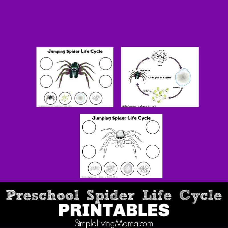 Spider life cycle worksheets