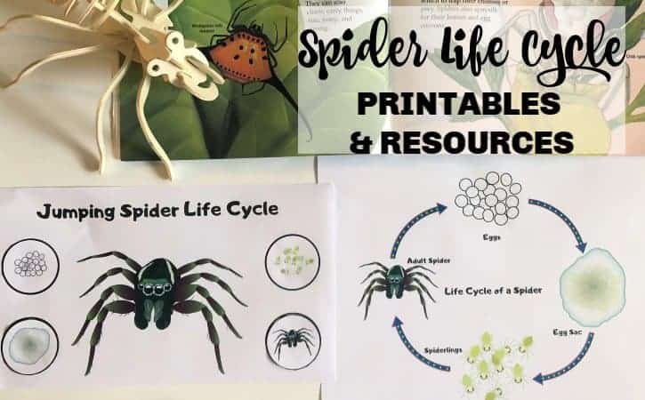 life cycle of a spider for kids