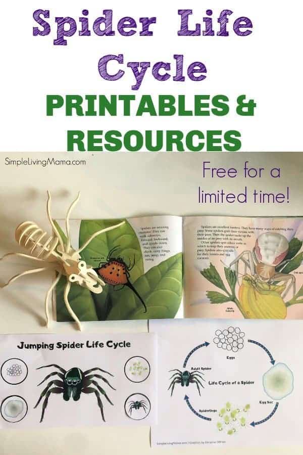 These spider life cycle printables are perfect for preschool and older kids!