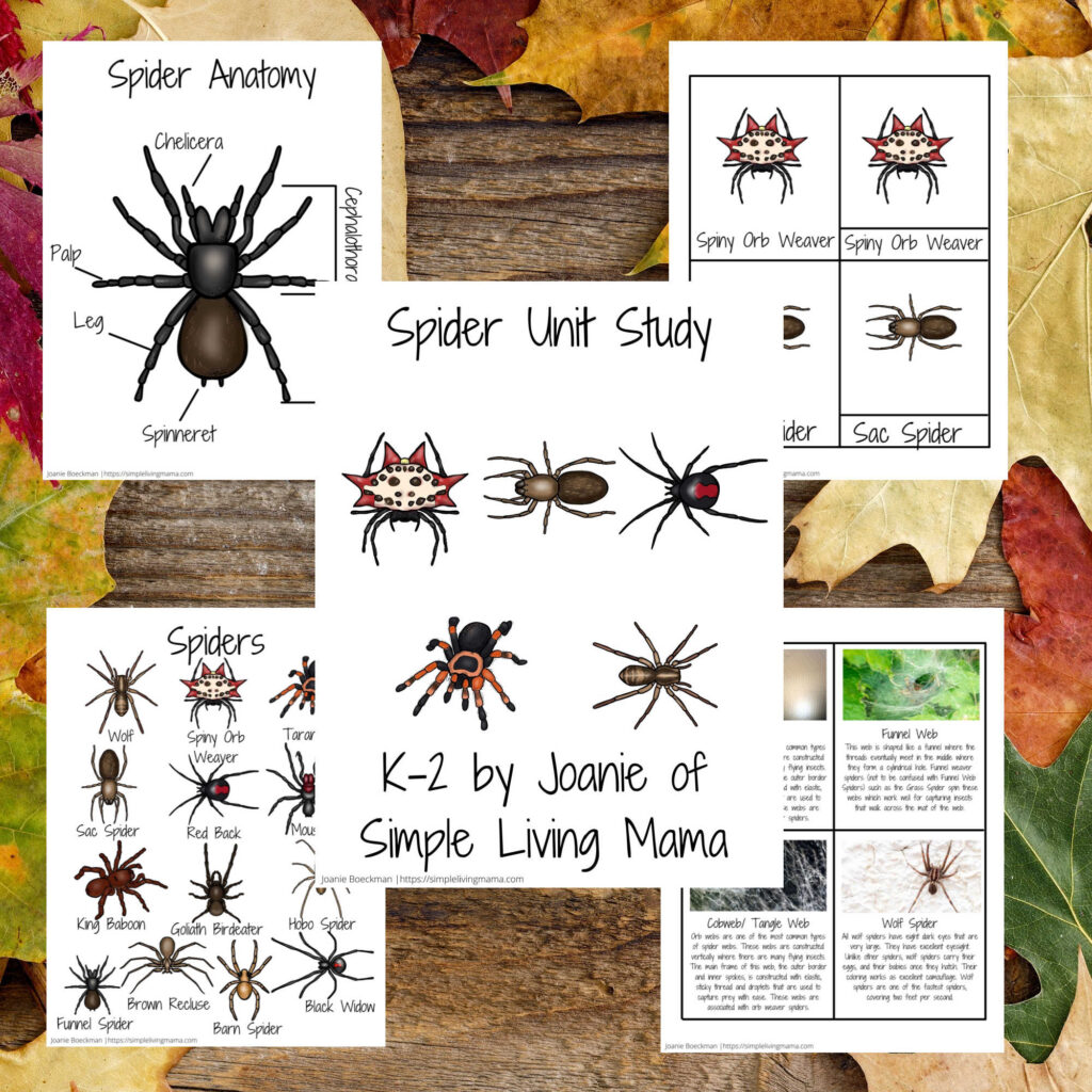 Spider Unit Study Printables