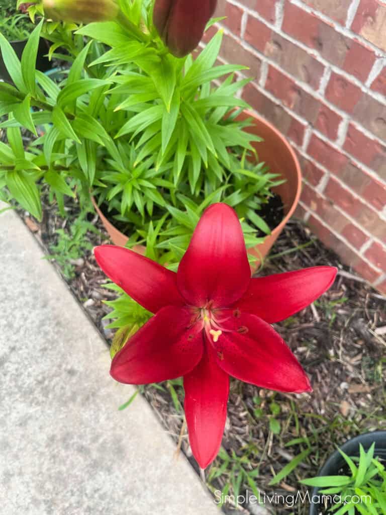 Summertime black lillies